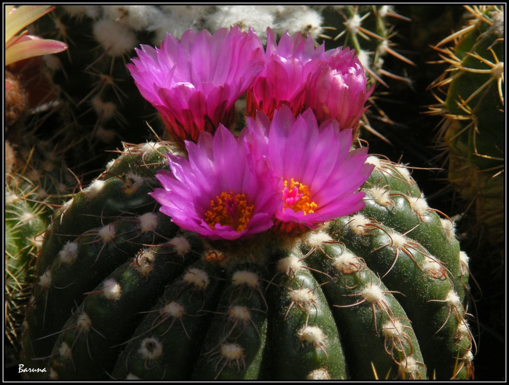 DSCF4415r